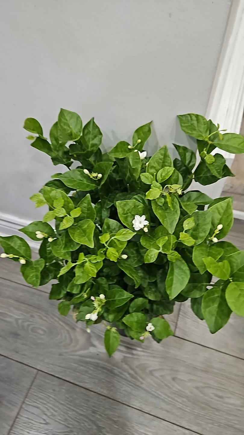 Fragrant Jasmine Plant - photo 3