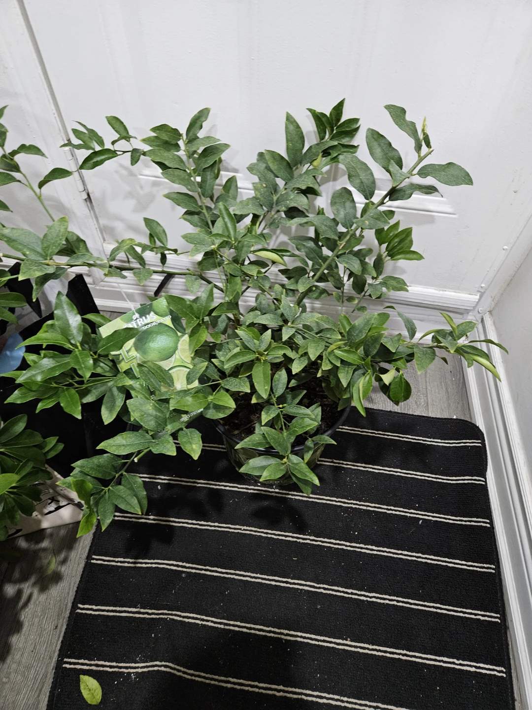 Lime Tree Plant in 10 " pot 🌱