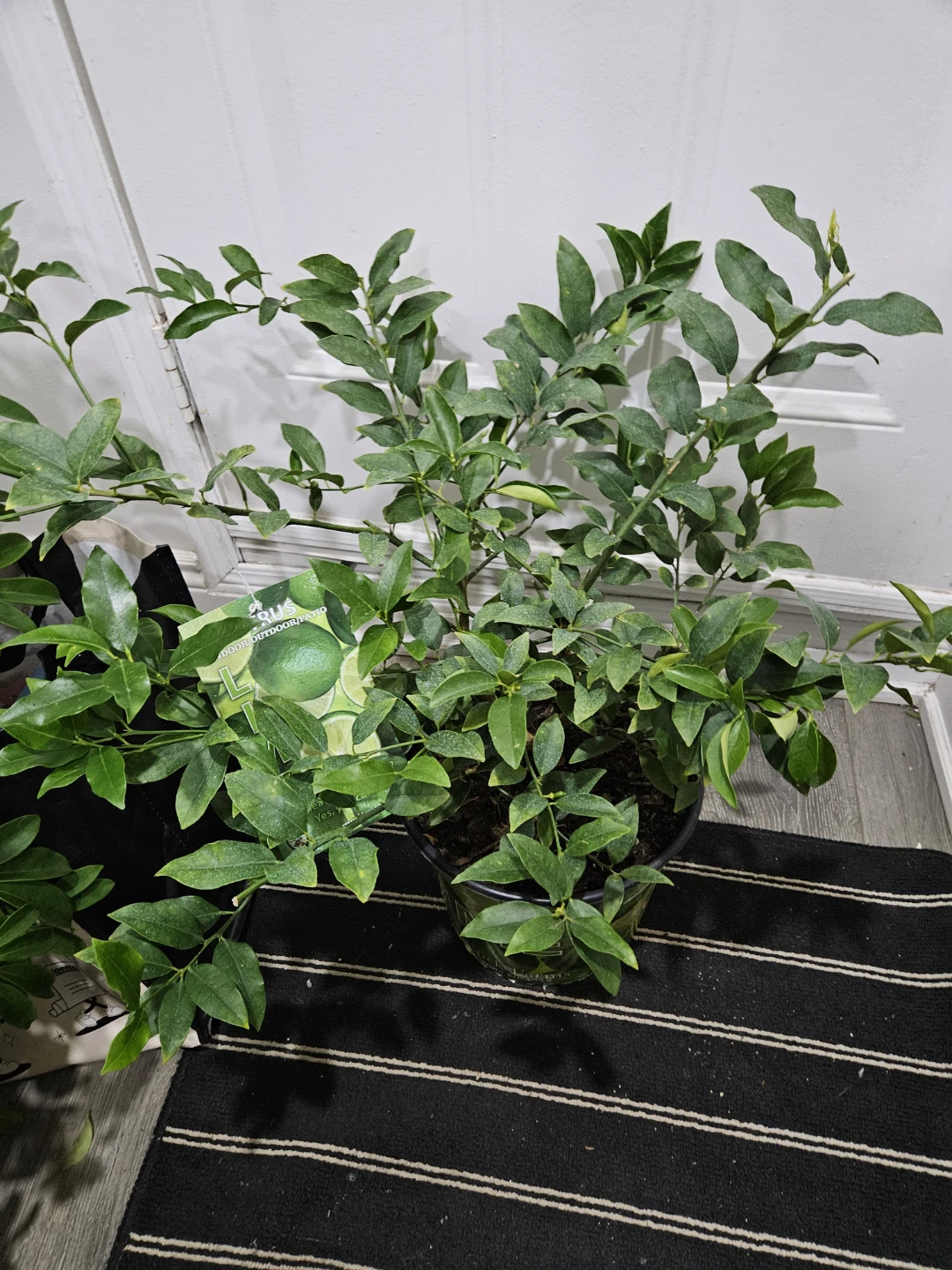 Lime Tree Plant in 10 " pot 🌱 - photo 2