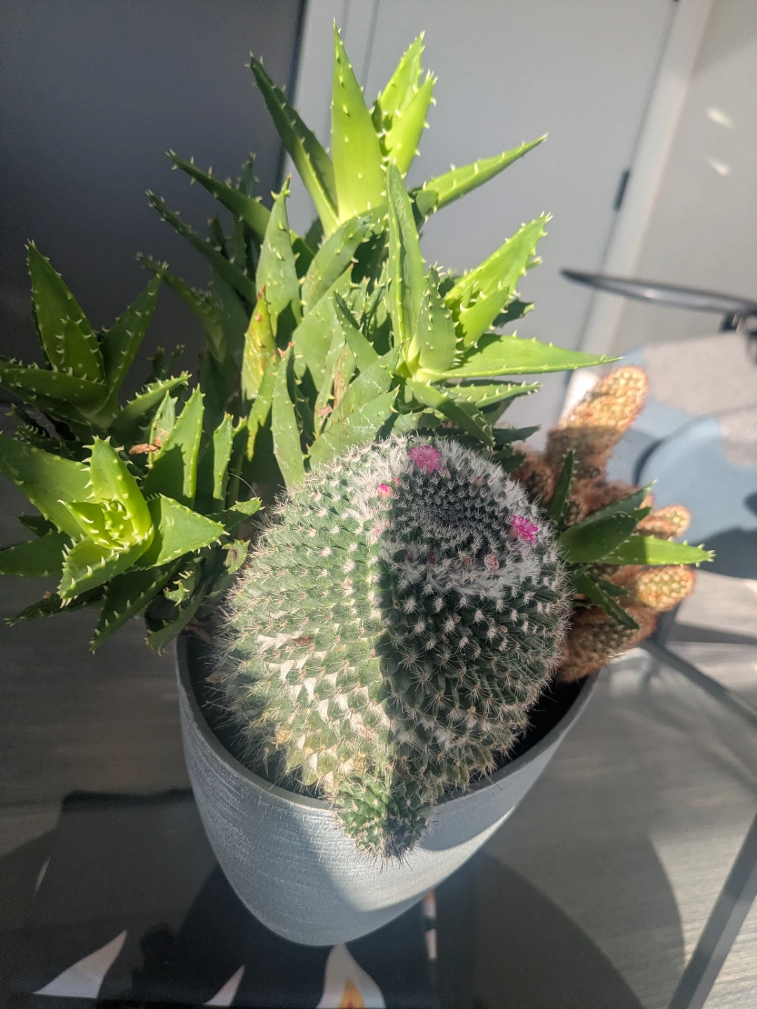 Mixed succulent and cactus arrangement
