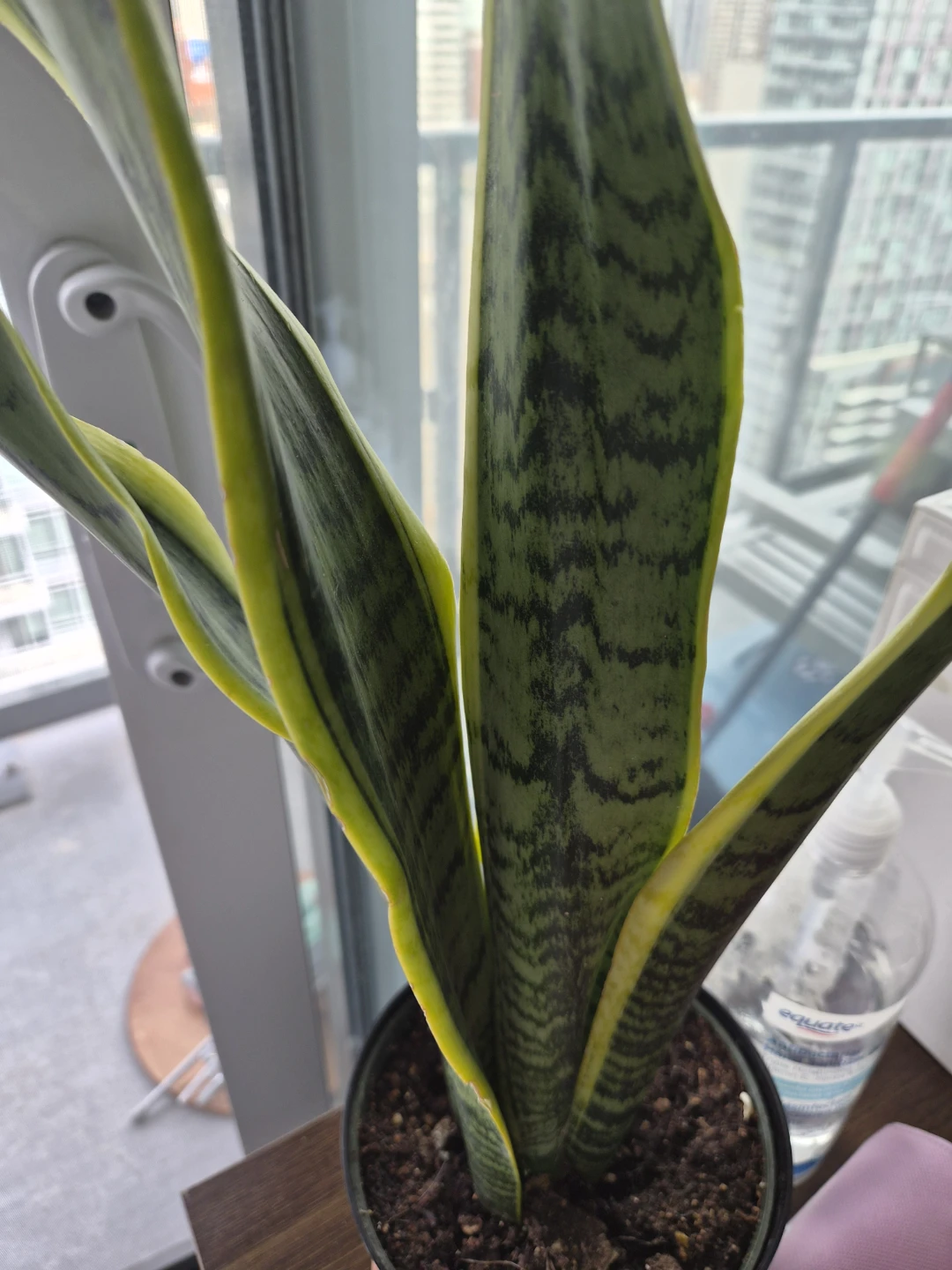 Snake Plant and Heartleaf Philodendron - Live Plants