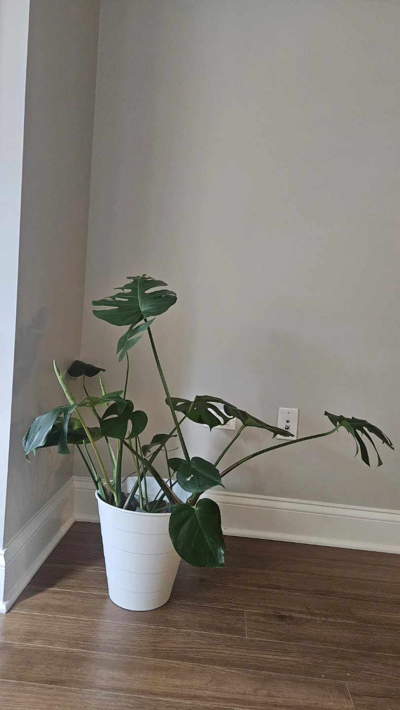 Monstera Deliciosa Plant - photo 3