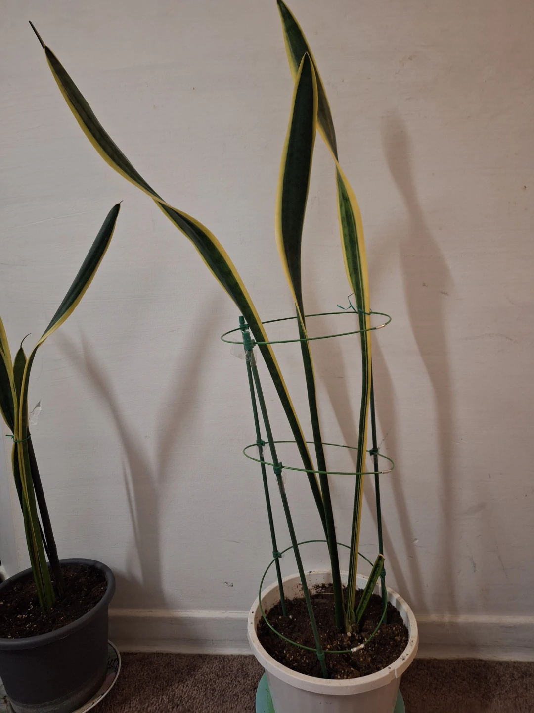 Sansevieria Snake Plant 40" tall