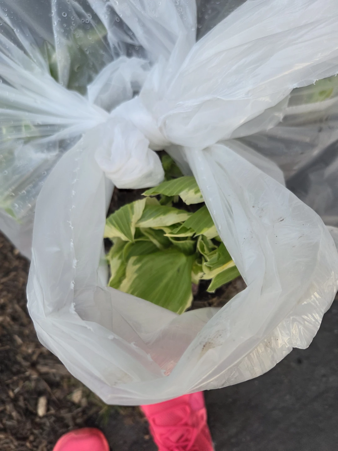 Plants for free - photo 2