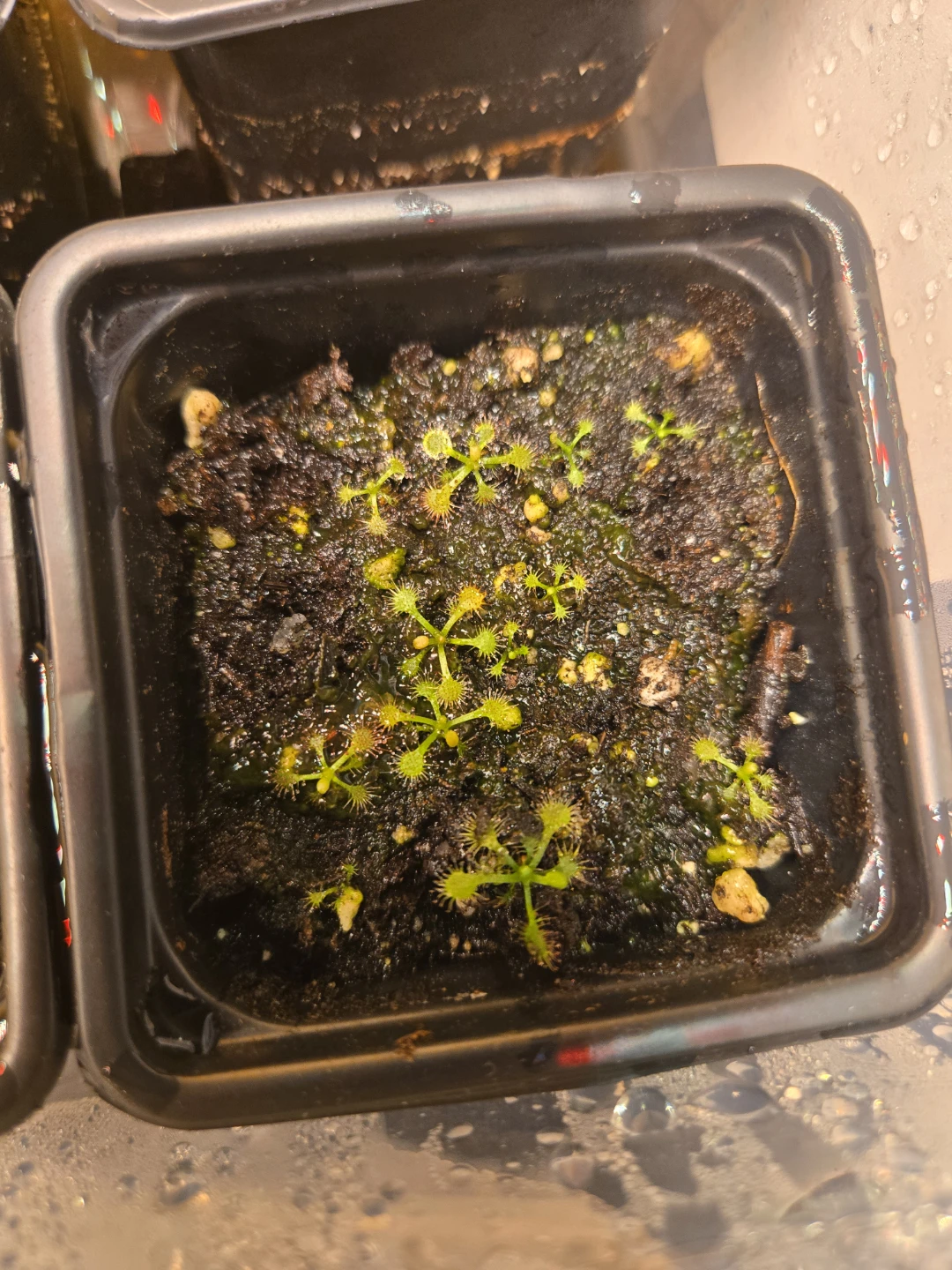 Drosera Rotundifolia - Carnivorous Plants - photo 2