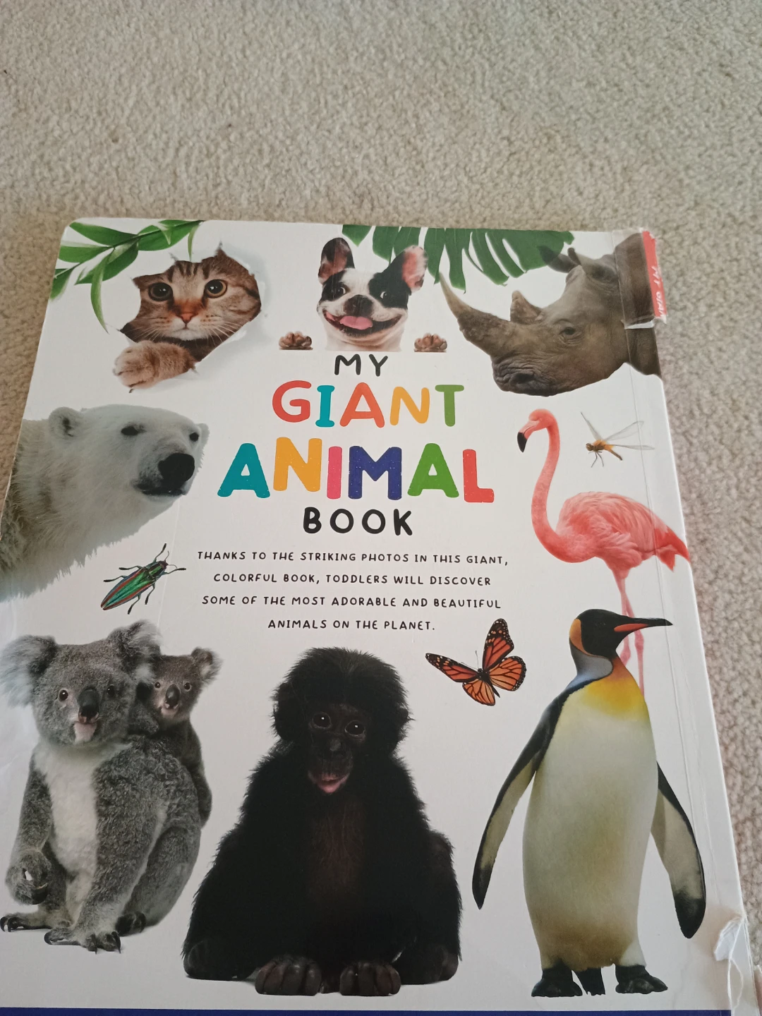 My Giant Animal Book - photo 4