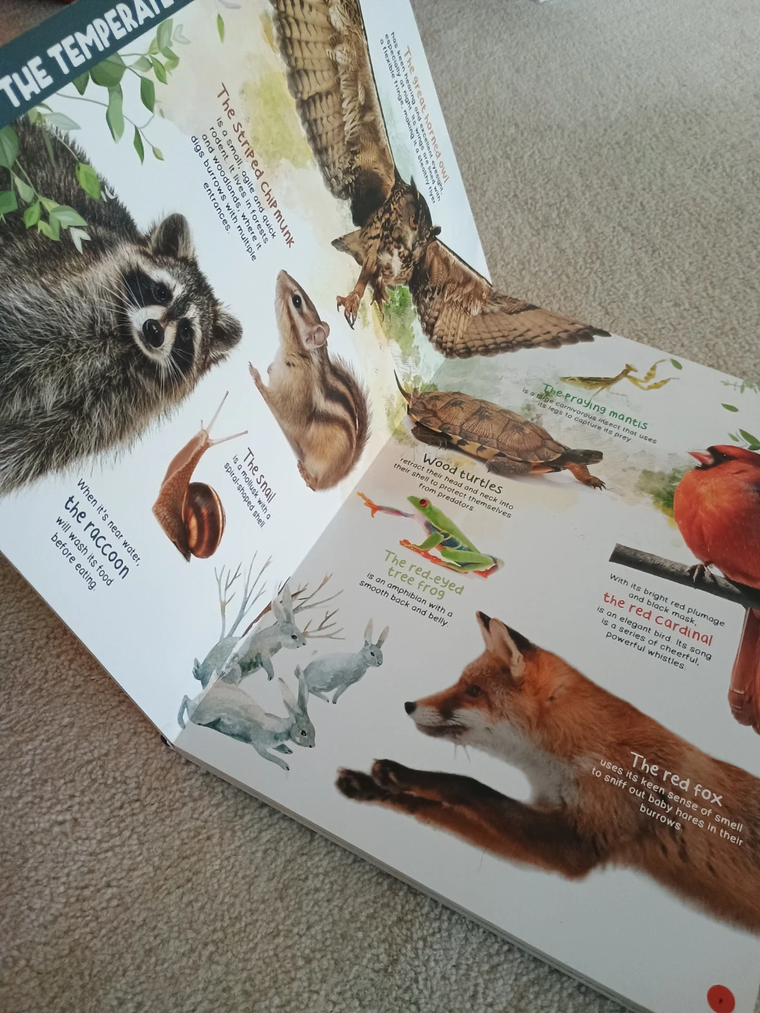 My Giant Animal Book - photo 5