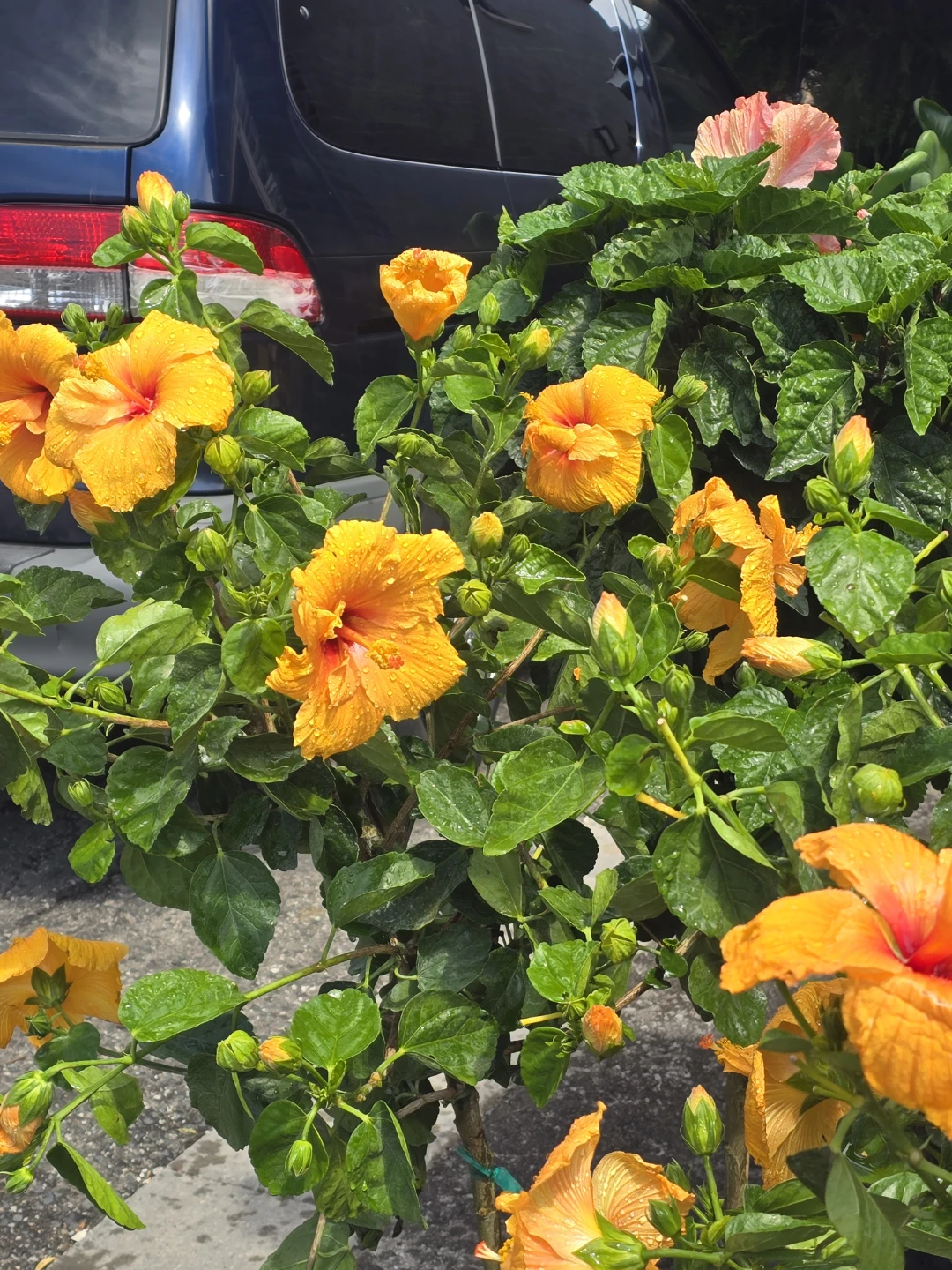 Hibiscus  tree standard size
