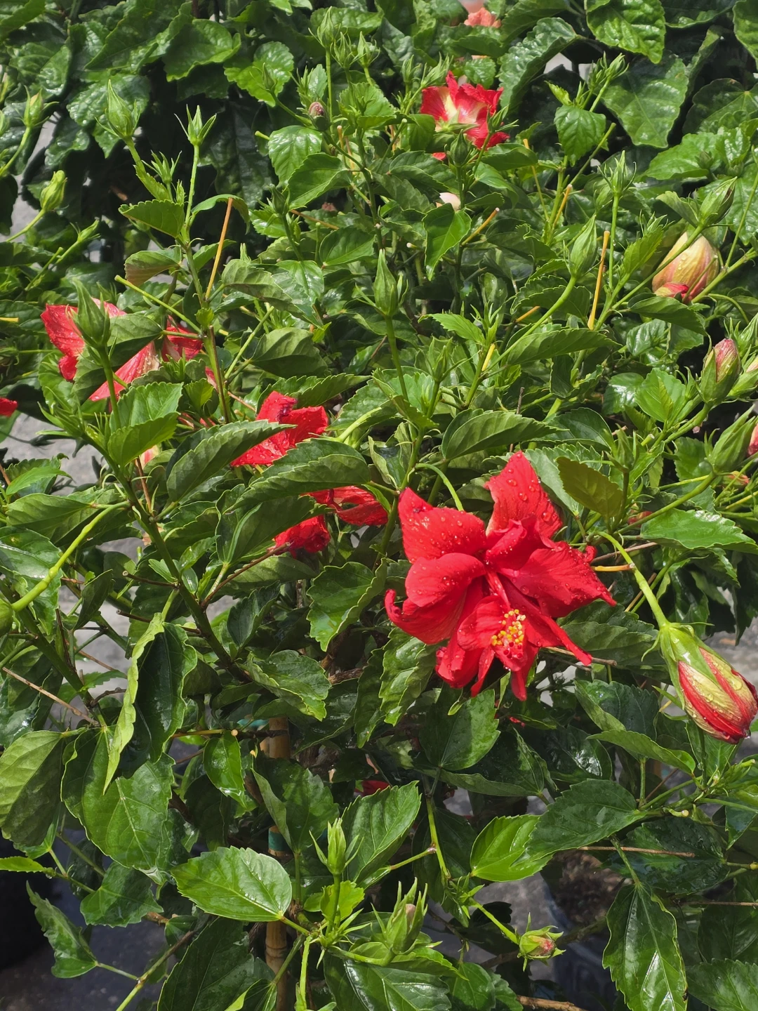 Hibiscus  tree standard size - photo 2