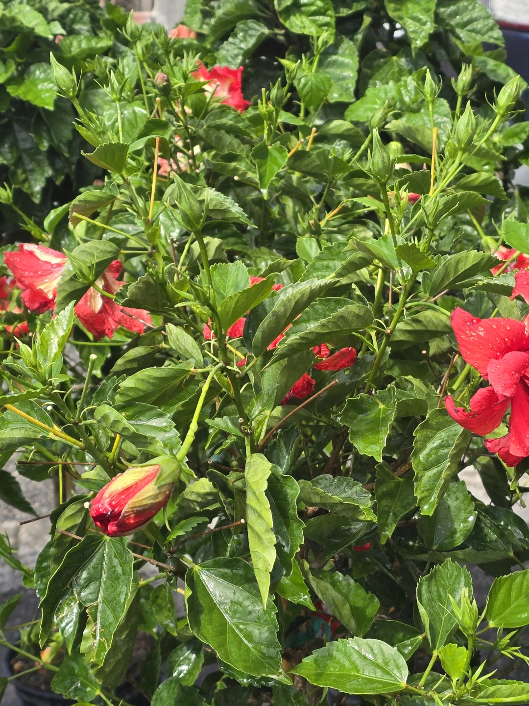Hibiscus  tree standard size - photo 3