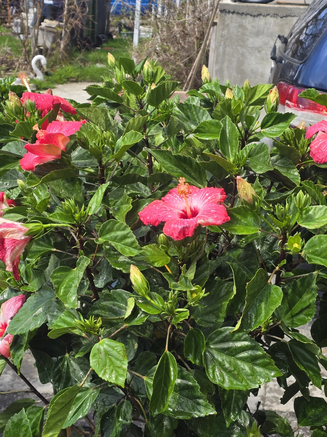 Hibiscus  tree standard size - photo 4