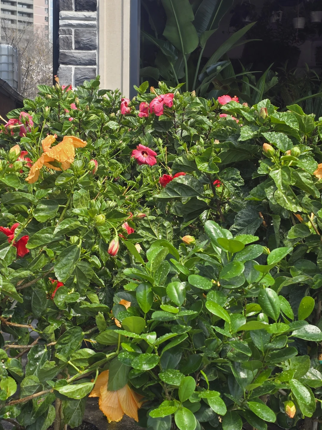 Hibiscus  tree standard size - photo 5