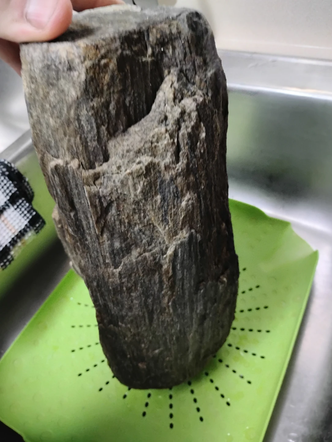 Large Petrified Wood Specimen - photo 4