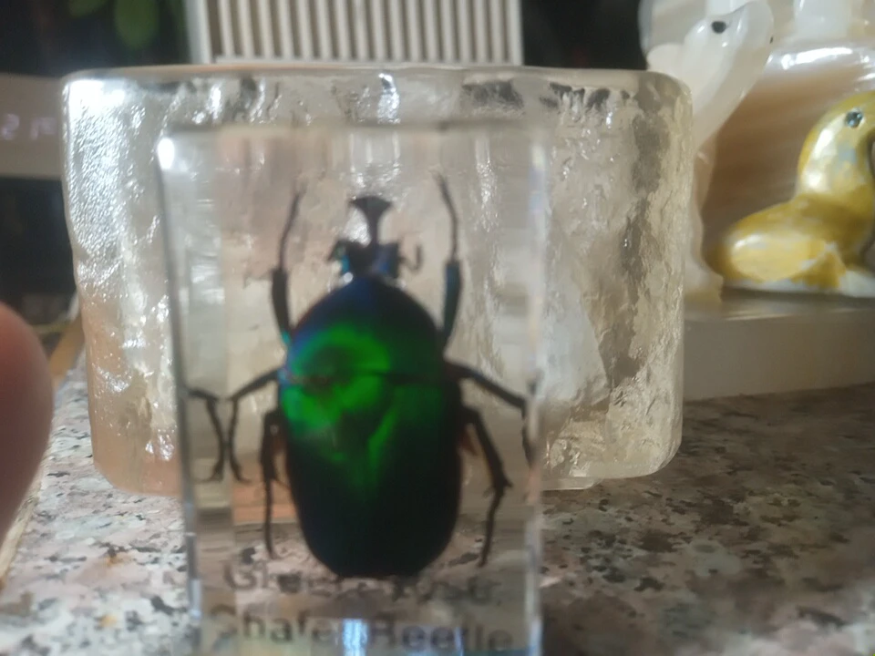 Chafan Beetle Specimen in Resin