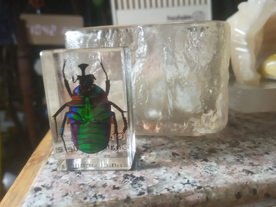 Chafan Beetle Specimen in Resin - photo 2