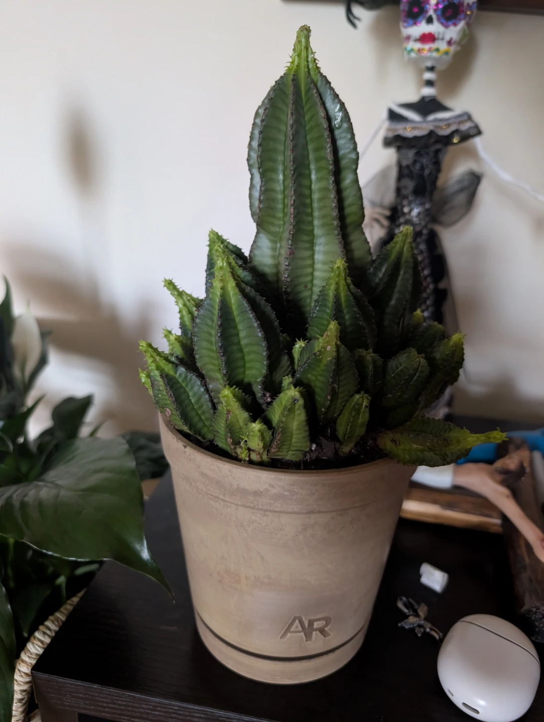 Potted Succulent Plant