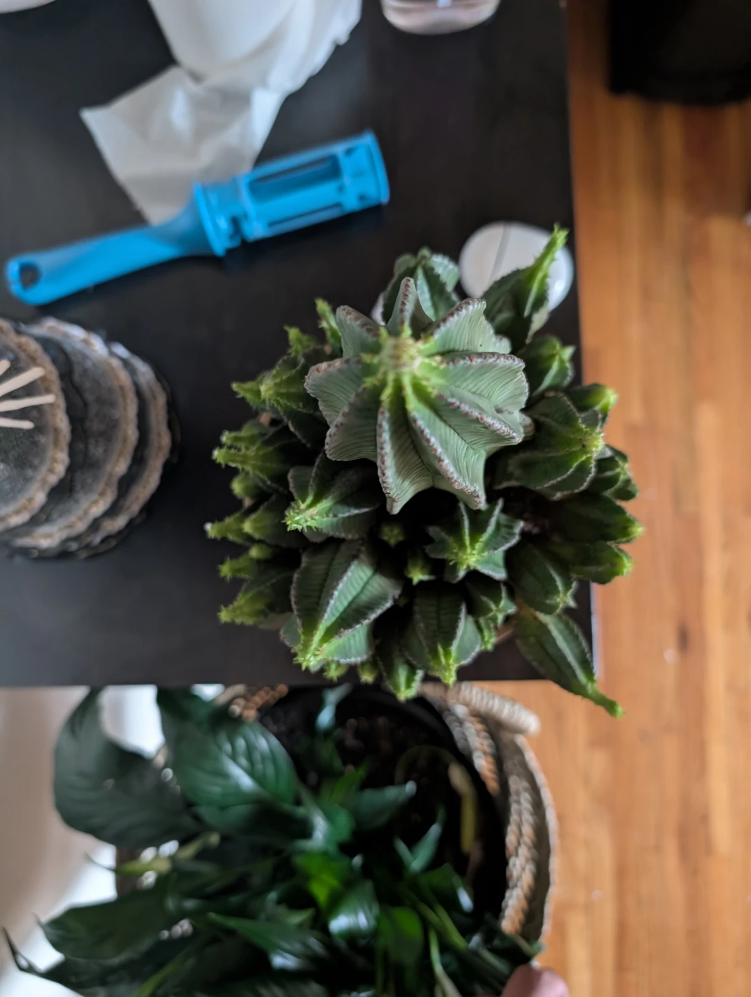 Potted Succulent Plant - photo 2