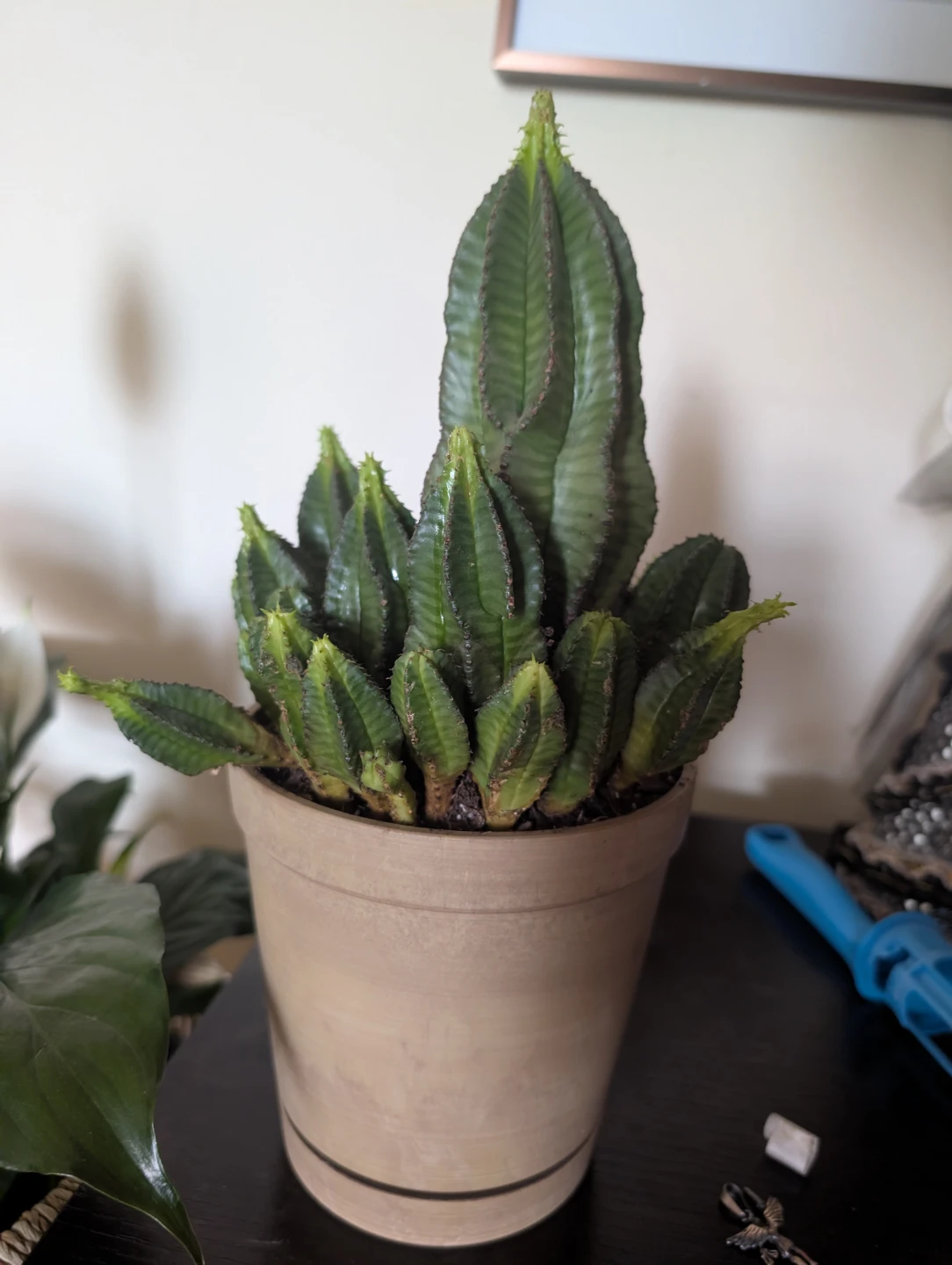 Potted Succulent Plant - photo 3