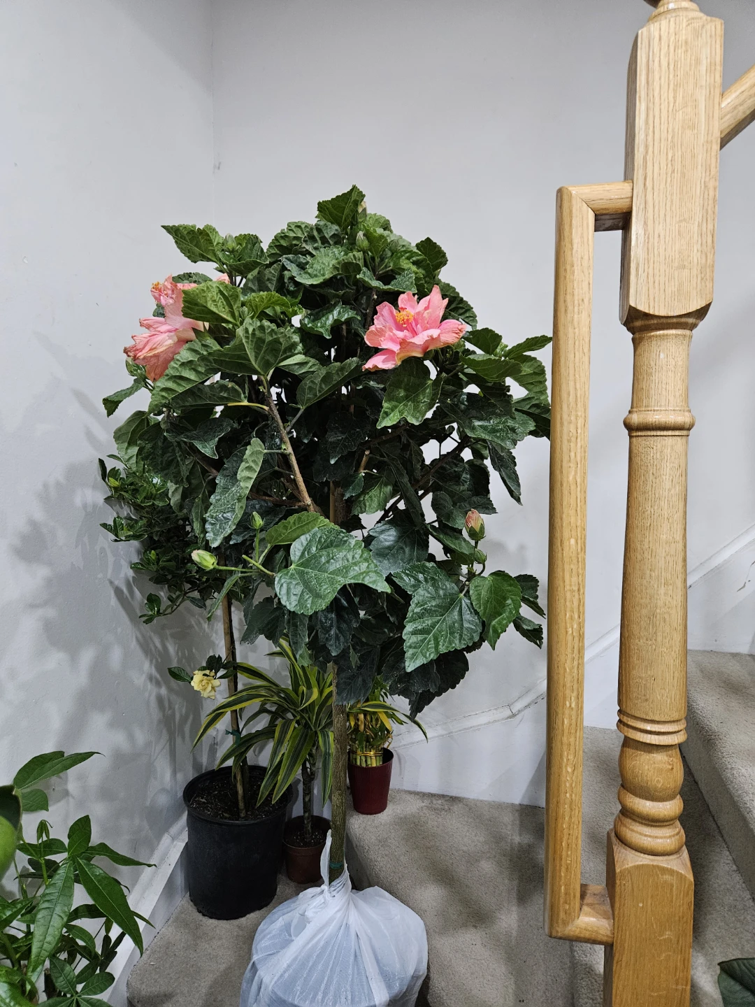 Pink Hibiscus Tree standardd 🌱