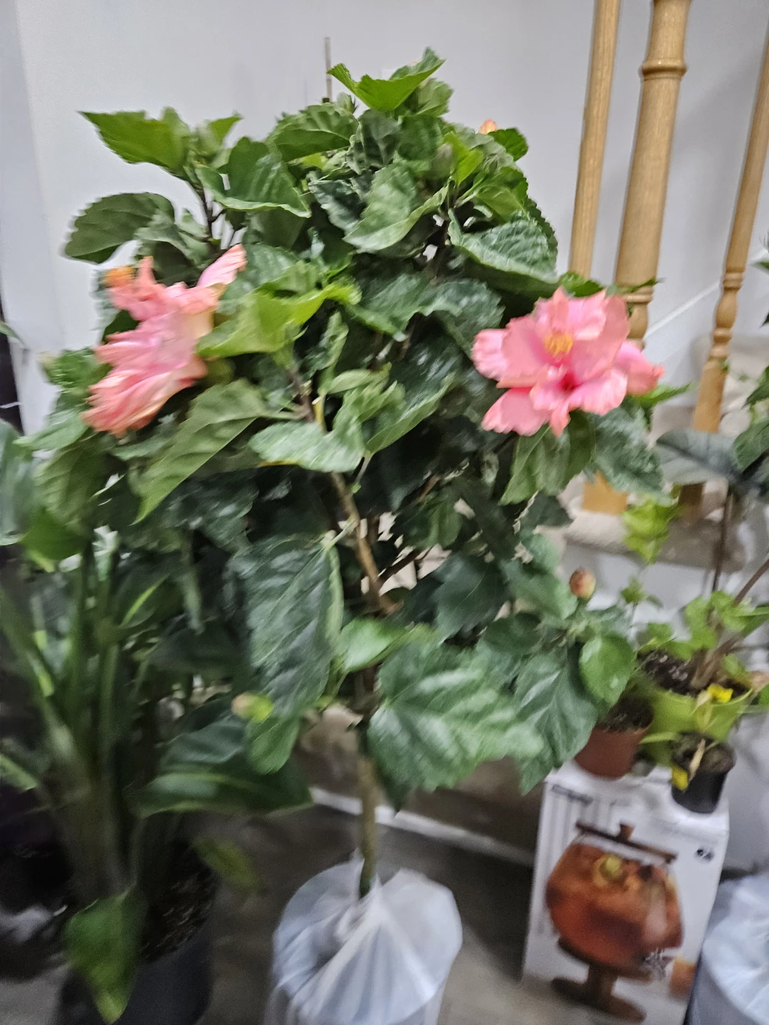Pink Hibiscus Tree standardd 🌱 - photo 2