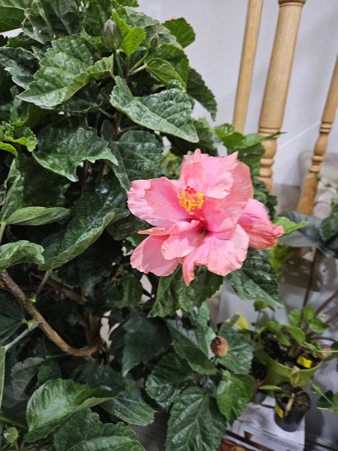 Pink Hibiscus Tree standardd 🌱 - photo 3