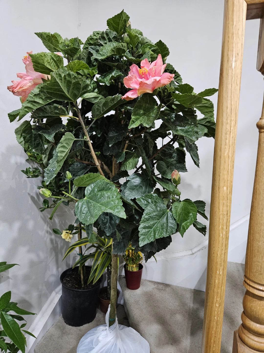 Pink Hibiscus Tree standardd 🌱 - photo 4