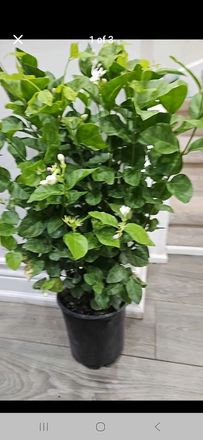 Potted Jasmine Plant in1 gallon pot 🌱