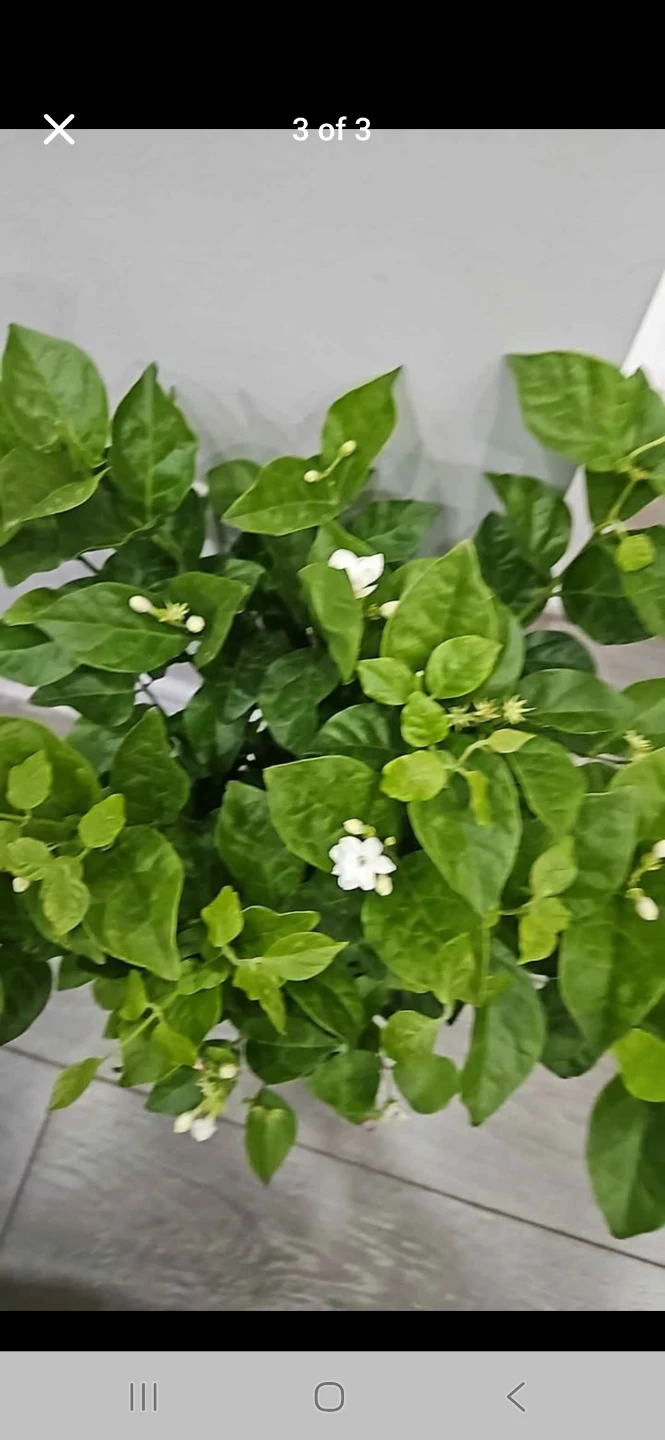 Potted Jasmine Plant in1 gallon pot 🌱 - photo 2