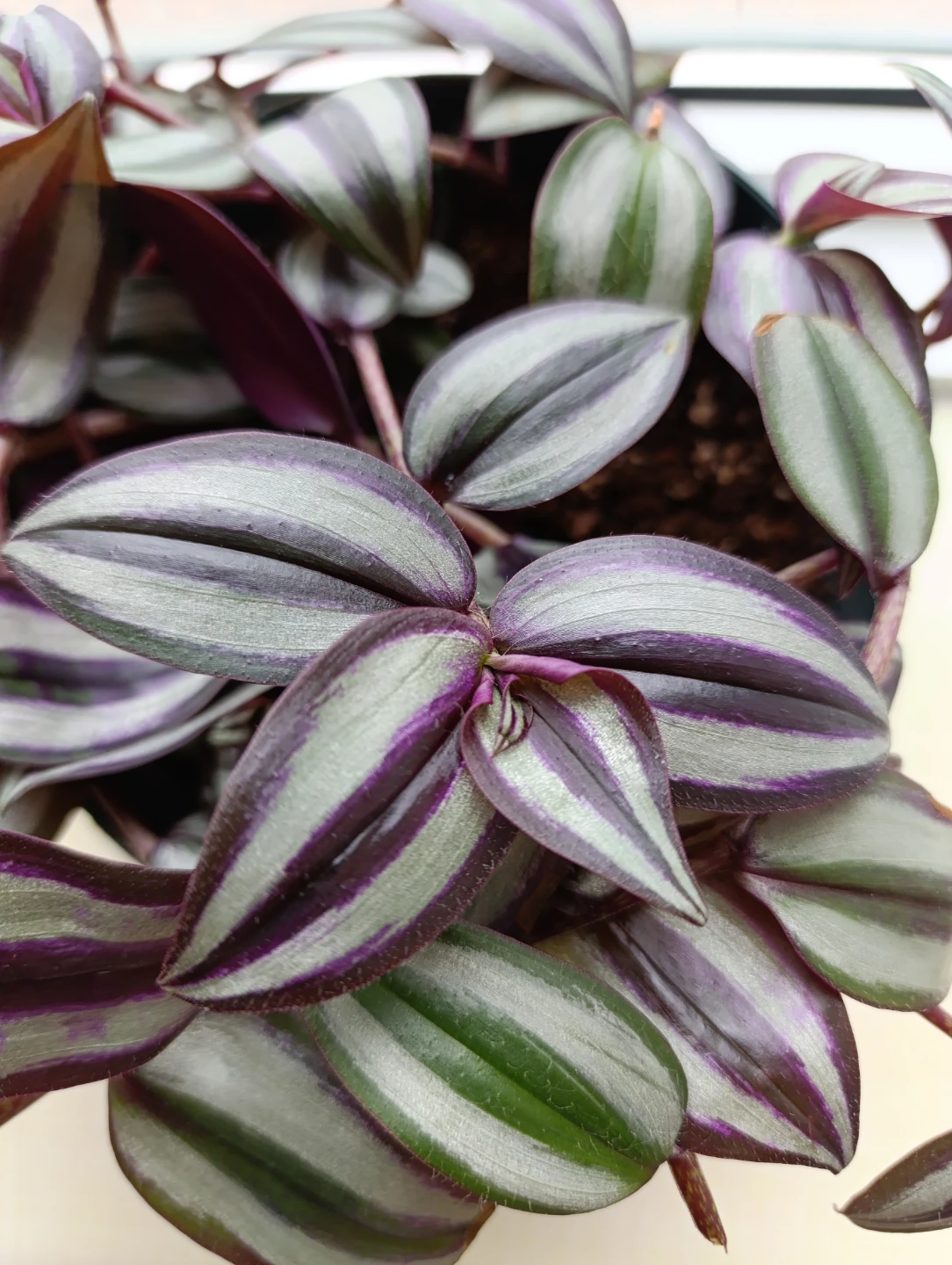 Tradescantia Zebrina Plant - photo 3