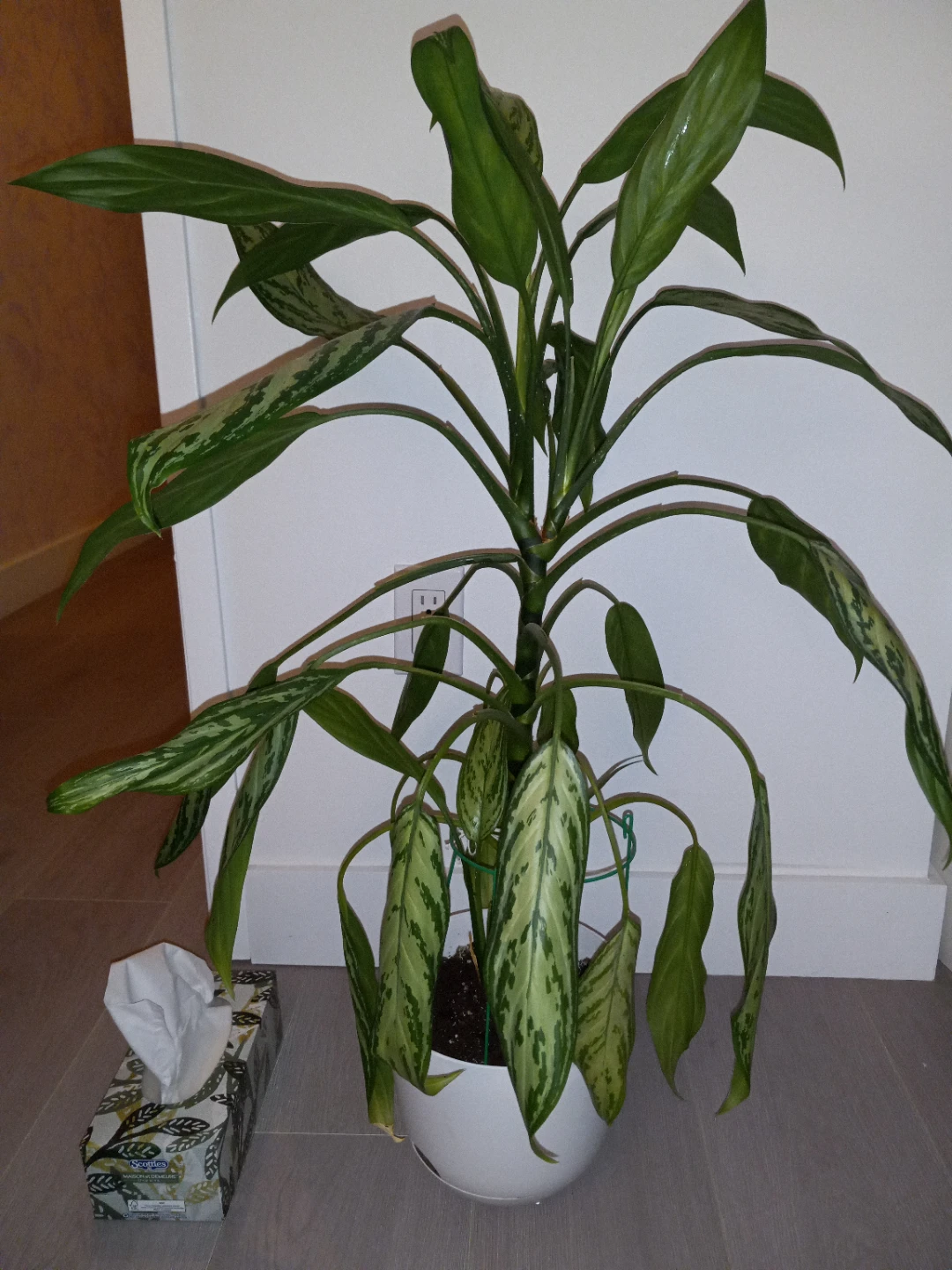 3 foot tall - Chinese evergreen Plant in White Pot