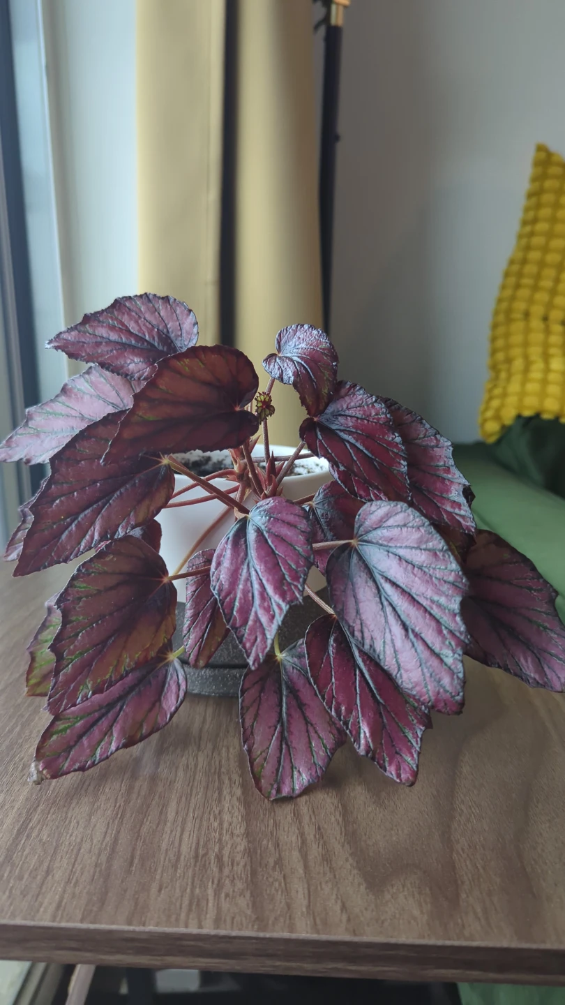 Begonia Rex Plant in White Pot