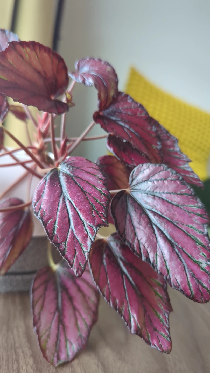 Begonia Rex Plant in White Pot - photo 2