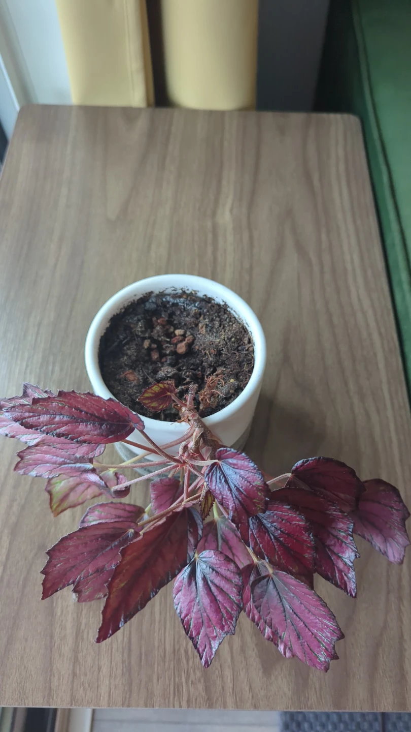 Begonia Rex Plant in White Pot - photo 3