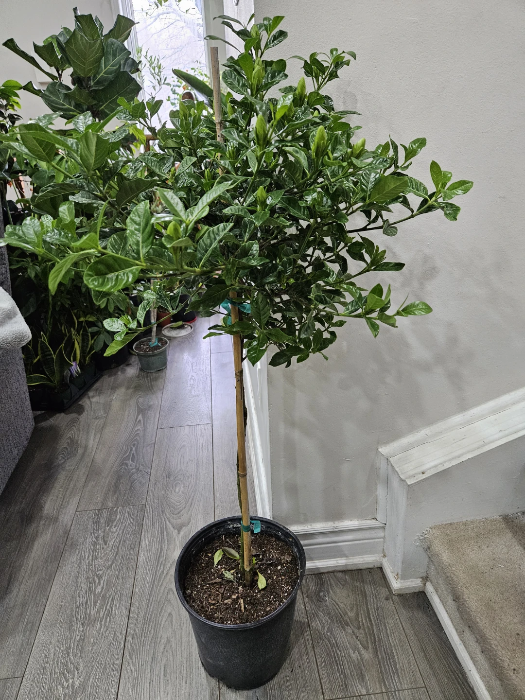 Gardenia Plant in Pot🌱 - photo 3