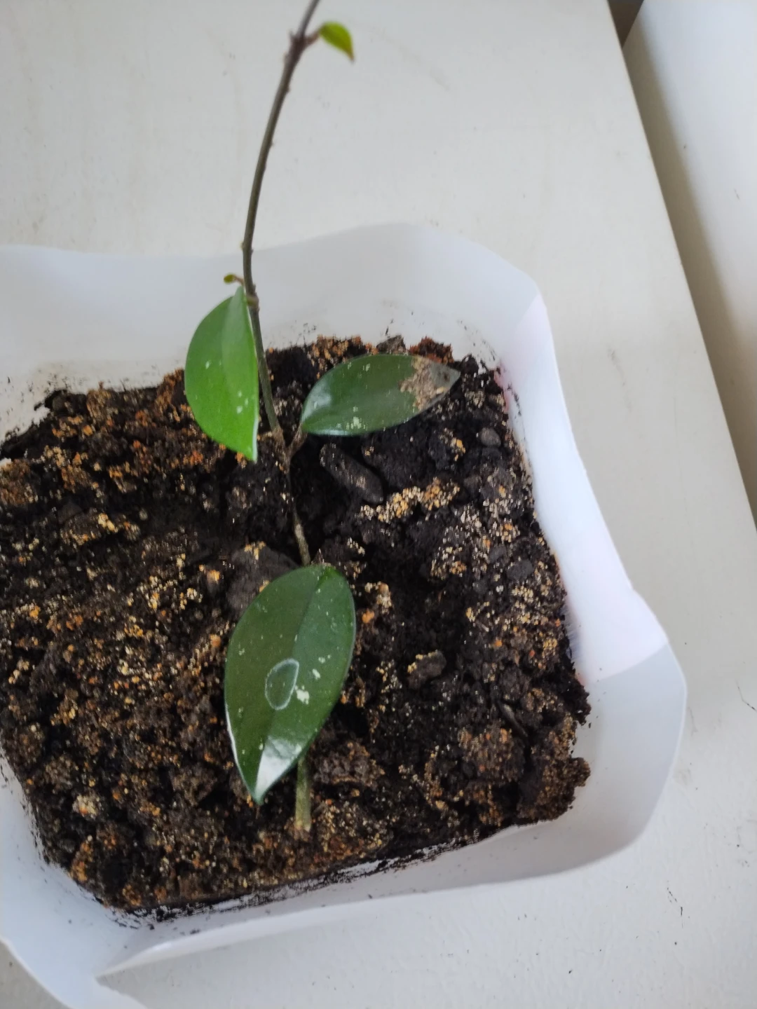 Hoya Plant Cutting