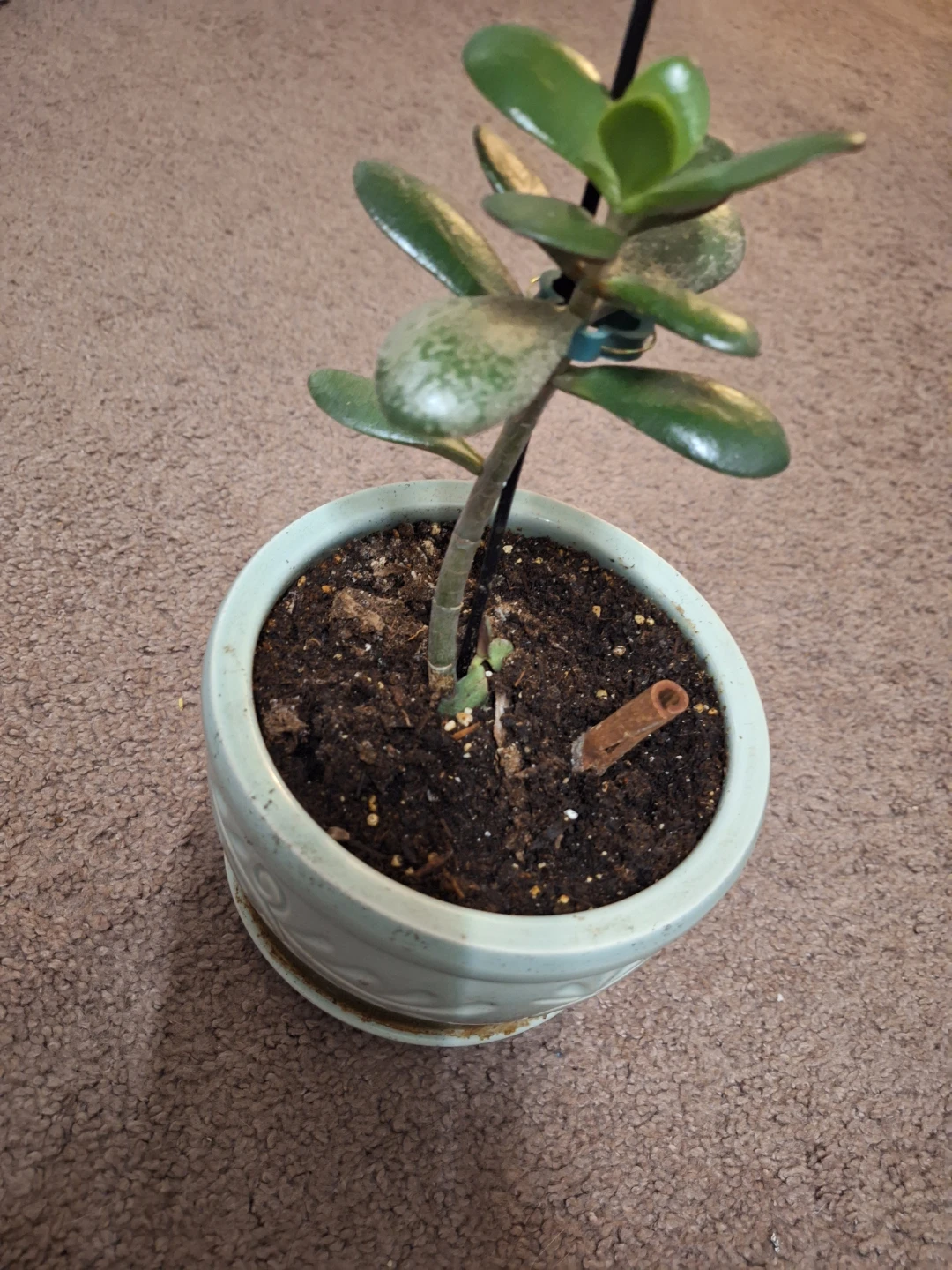 Jade Plant in ceramic Pot - photo 3
