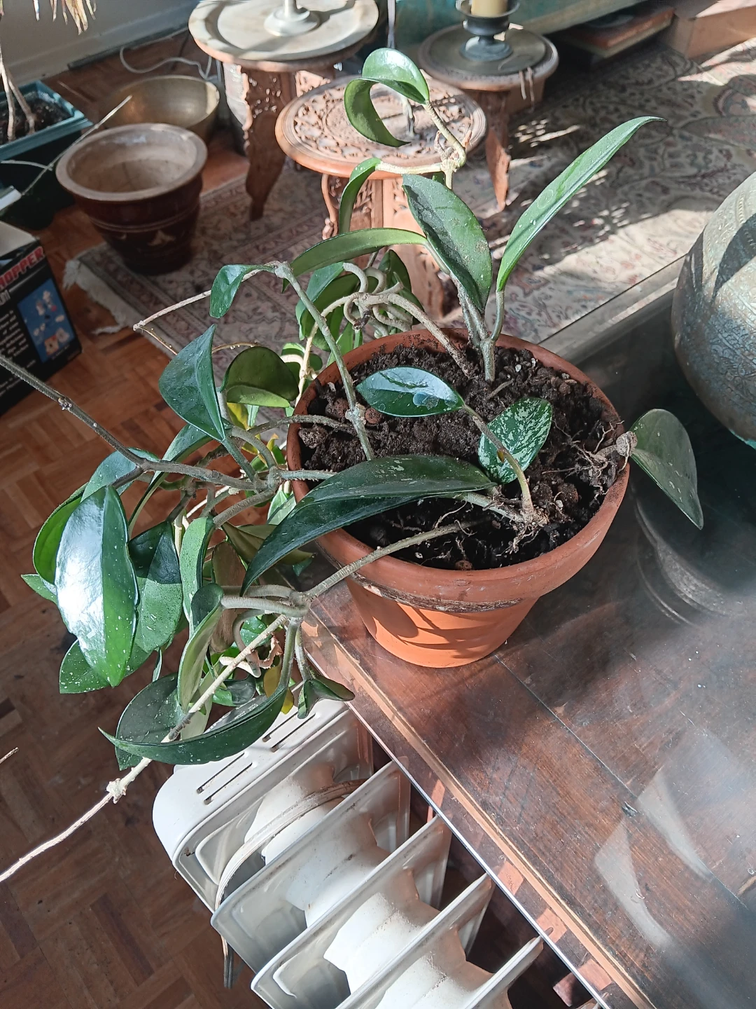 Hoya Carnosa Plant in Terracotta Pot