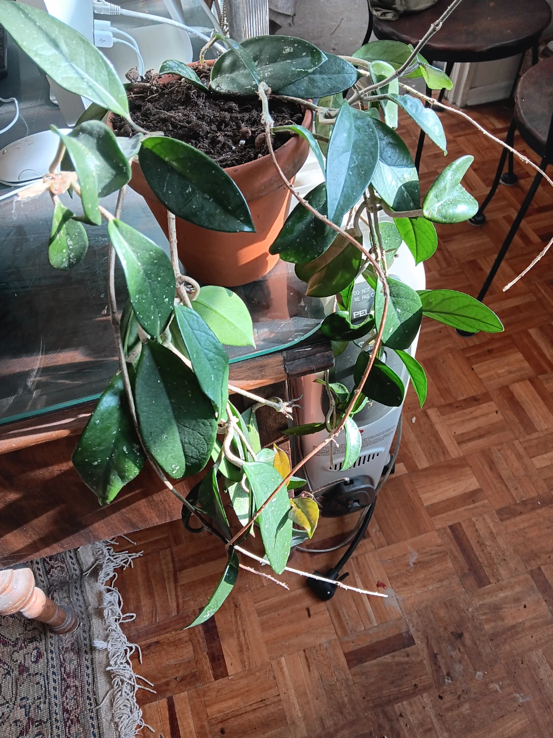 Hoya Carnosa Plant in Terracotta Pot - photo 2