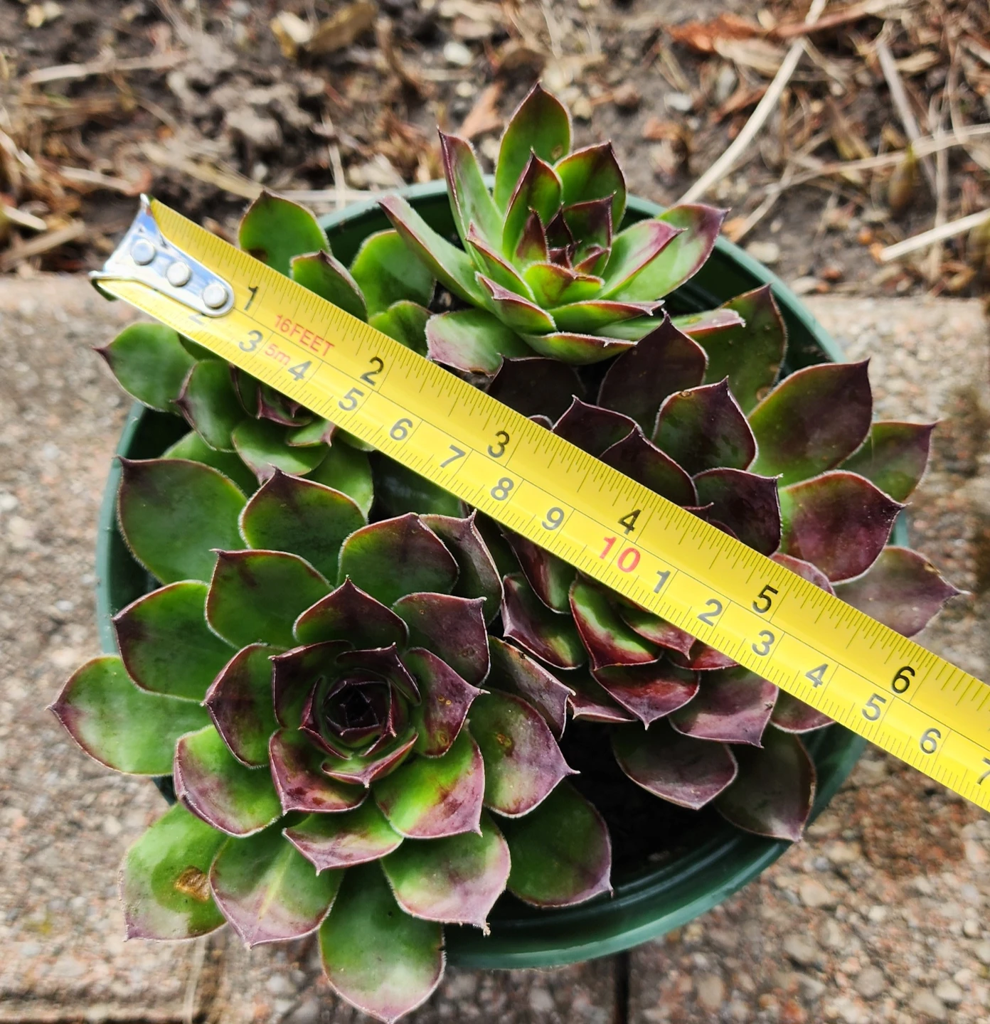 Sempervivum Succulent Plant - photo 3