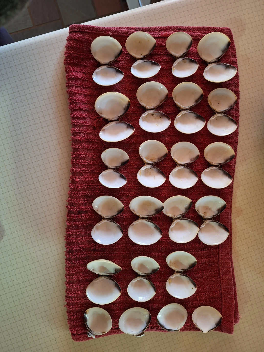 Collection of 36 Ocean Clam Shells