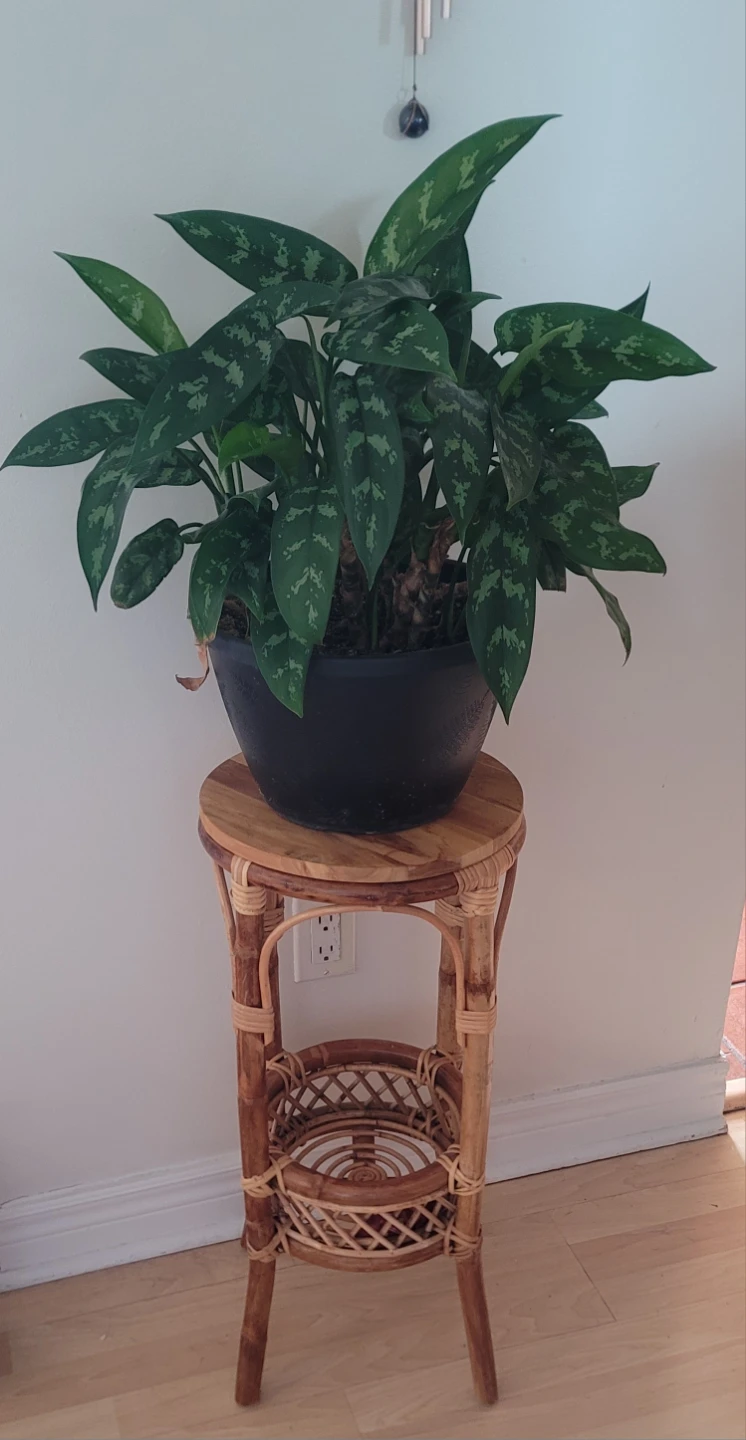 Large Potted Chinese Evergreen Plant