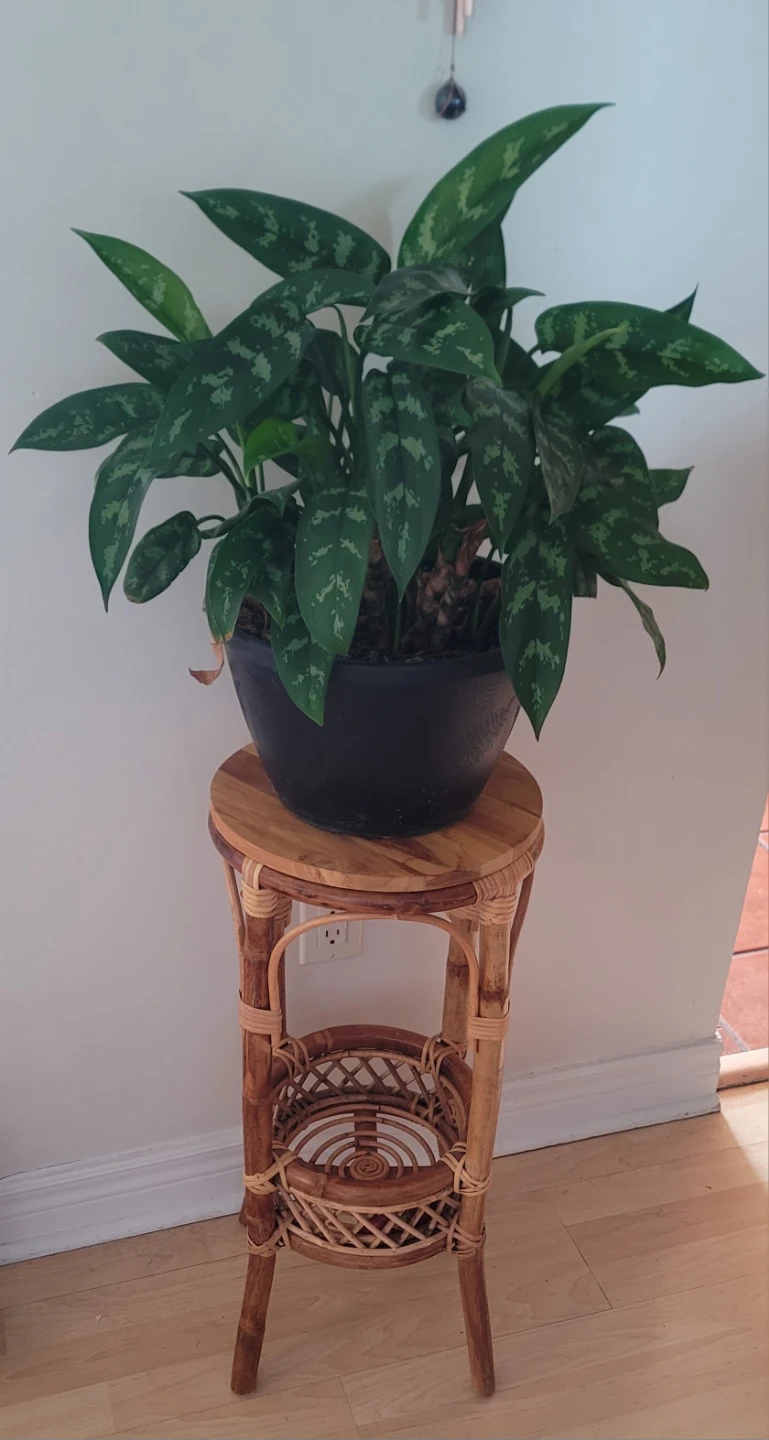 Large Potted Chinese Evergreen Plant - photo 2