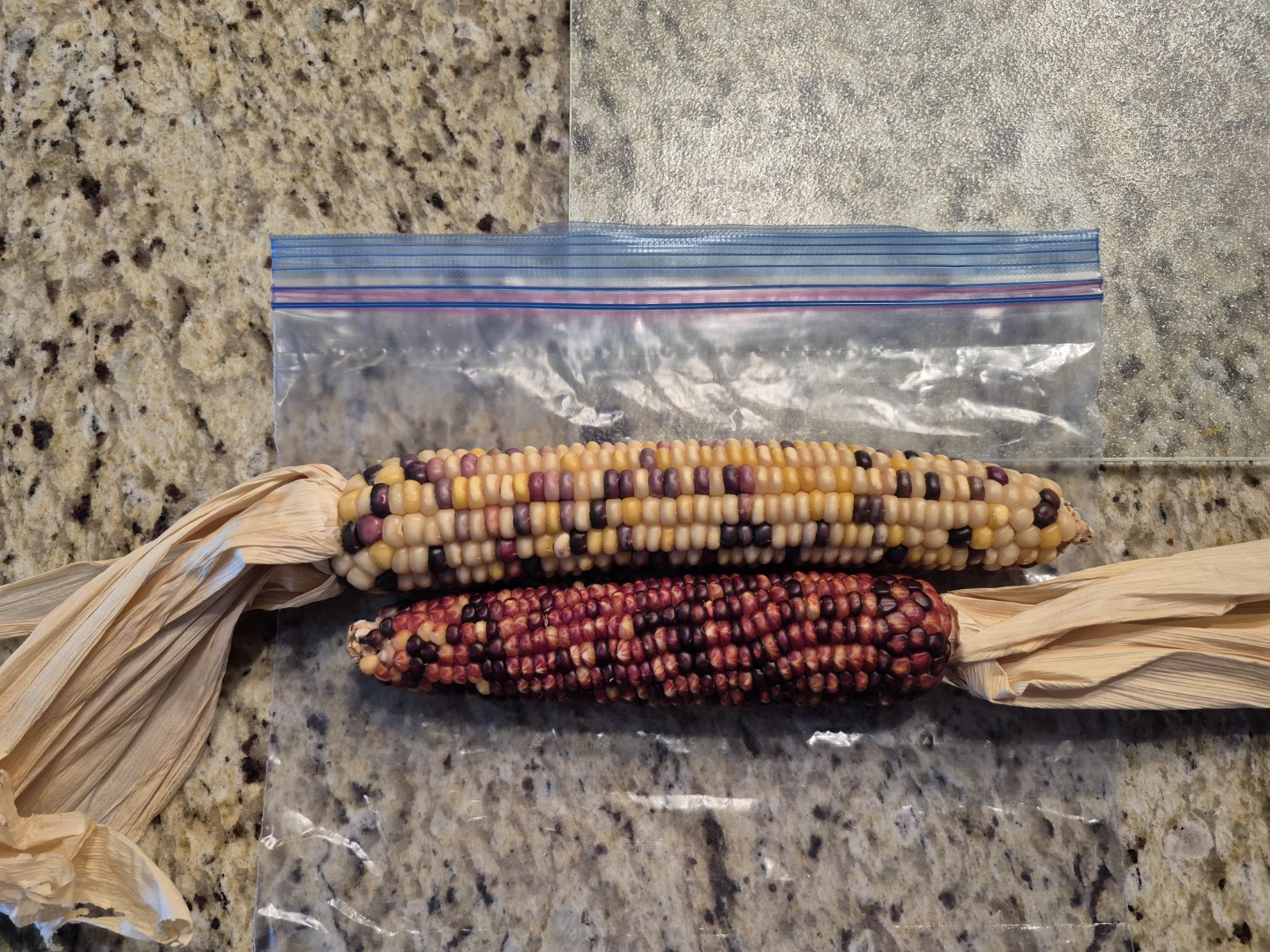 Decorator corn cobs.