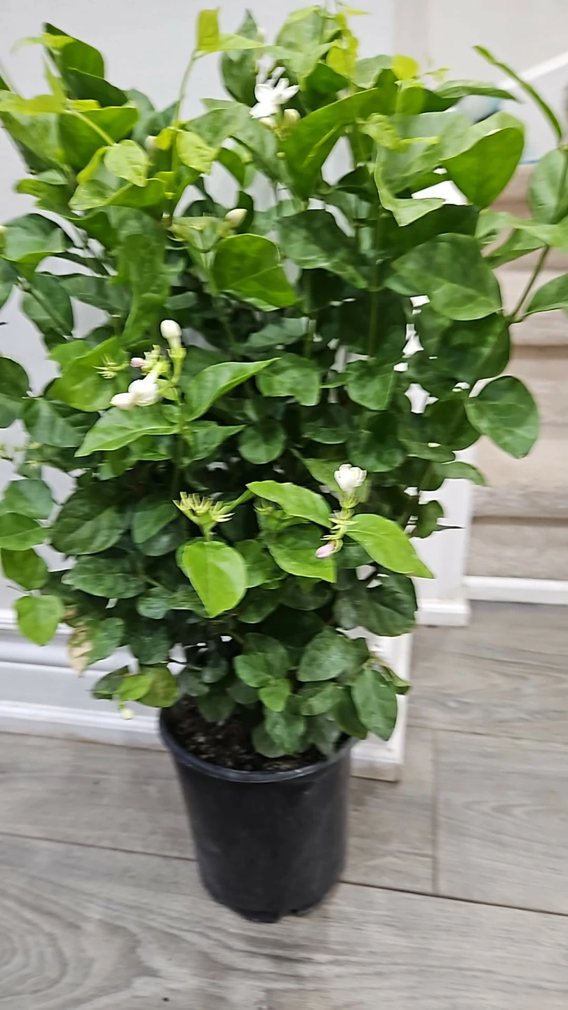 Fragrant Jasmine Plant