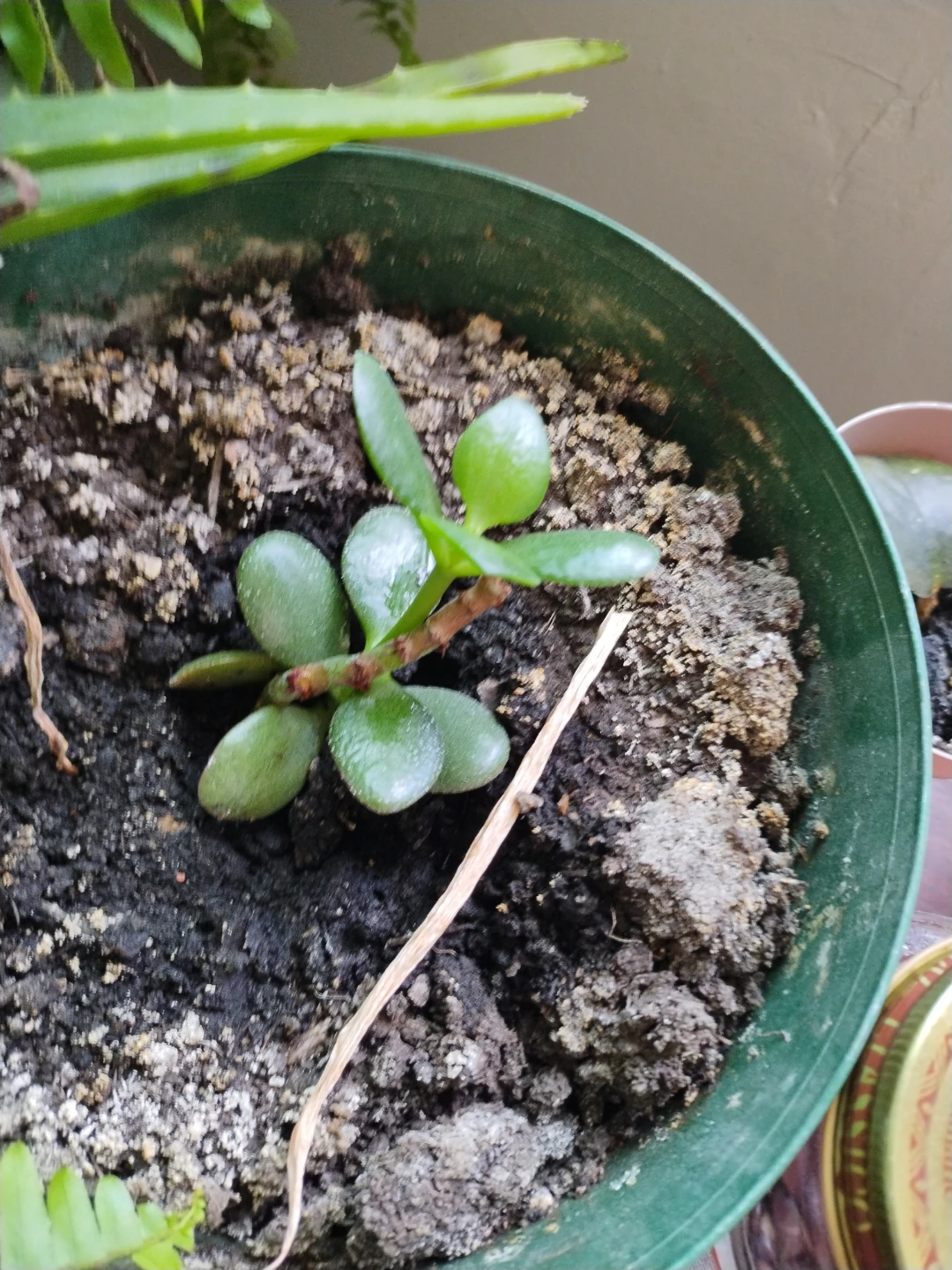 Jade Plant Cutting in Pot