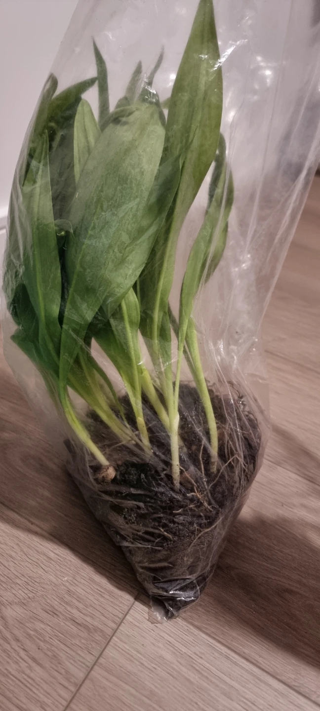 Fresh Ramps/Wild Leeks plants - photo 2