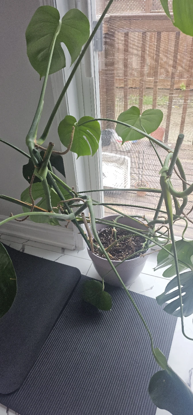 Monstera Deliciosa Plant