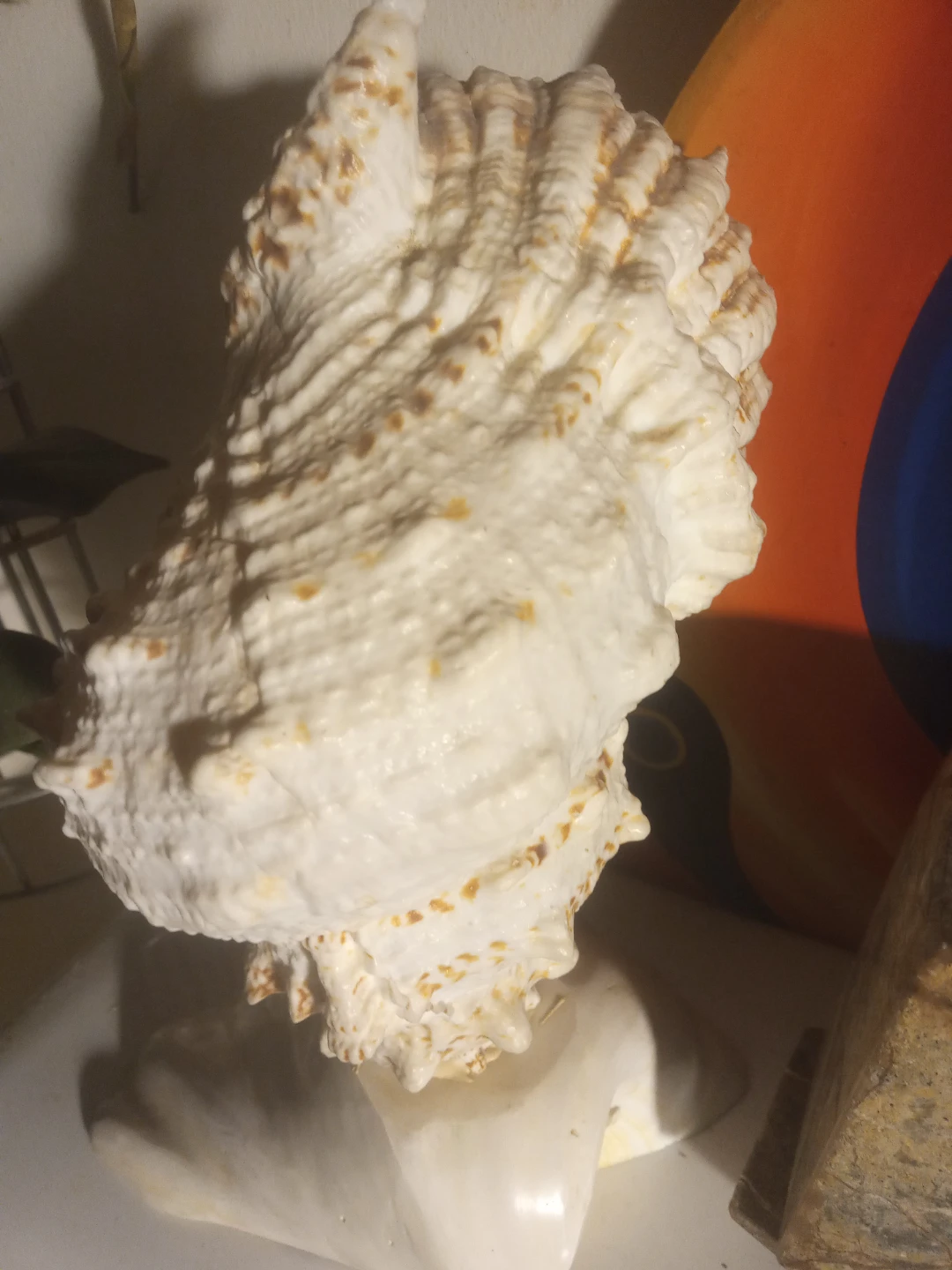 Large Decorative Seashell - photo 2