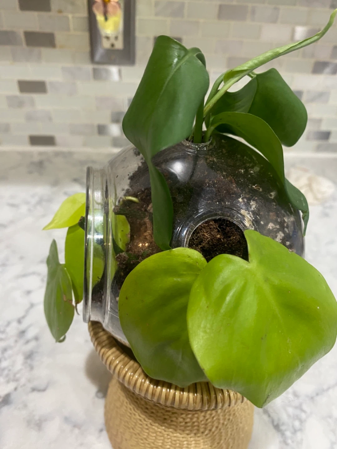 Glass Terrarium with Plants - photo 2