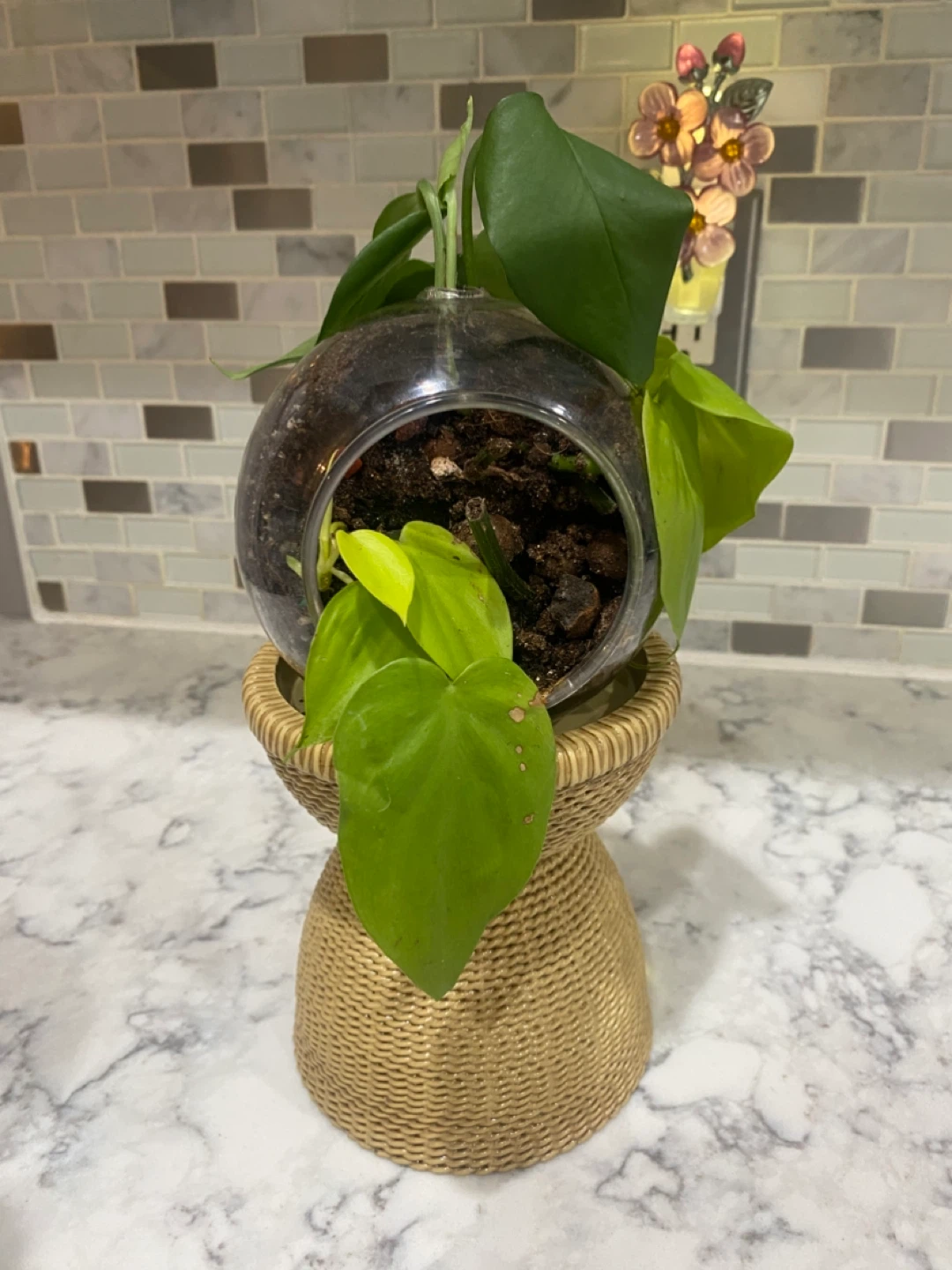 Glass Terrarium with Plants